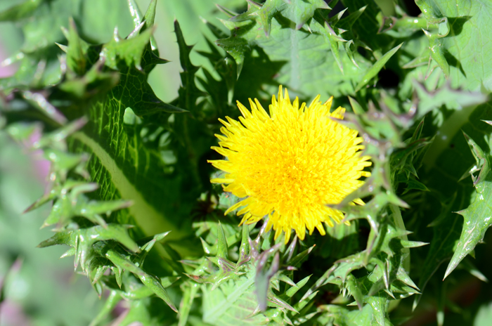 Spiny Sowthistle blooms from February to August or may bloom year-around with sufficient water. Sonchus asper
